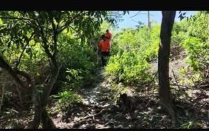 Hari Ketiga Pencarian Lansia Hilang di Perkebunan Alasa Selayar, Tim SAR Perluas Radius hingga 7 Kilometer